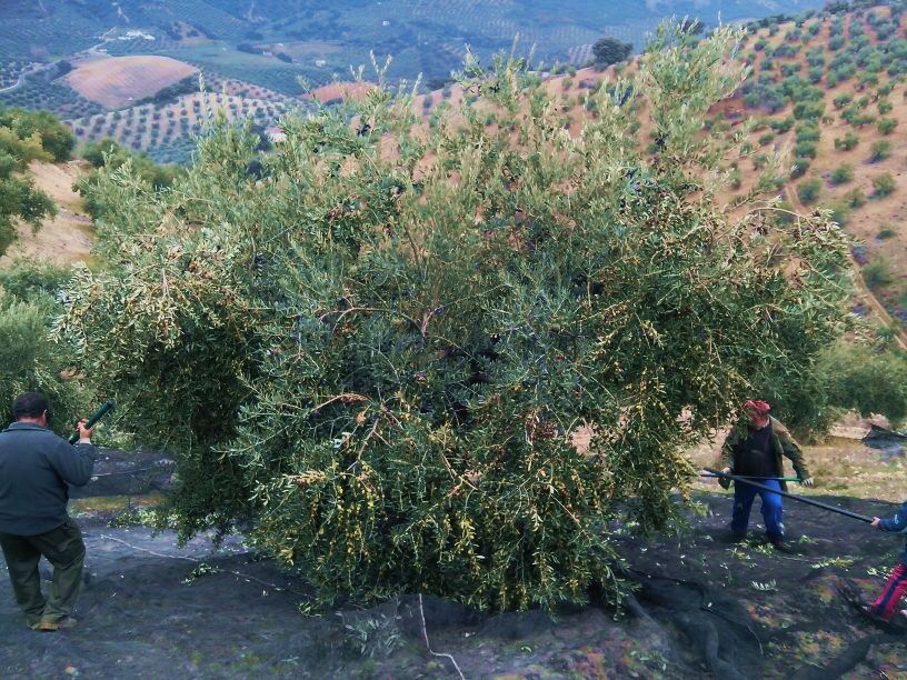 aceitunas02