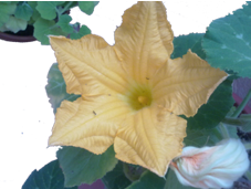 calabaza_flor